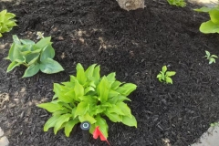 Mulsing-and-planting