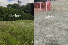 bushes-removal