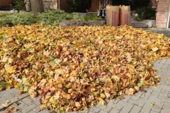 Fall-leaves-clean-up-4